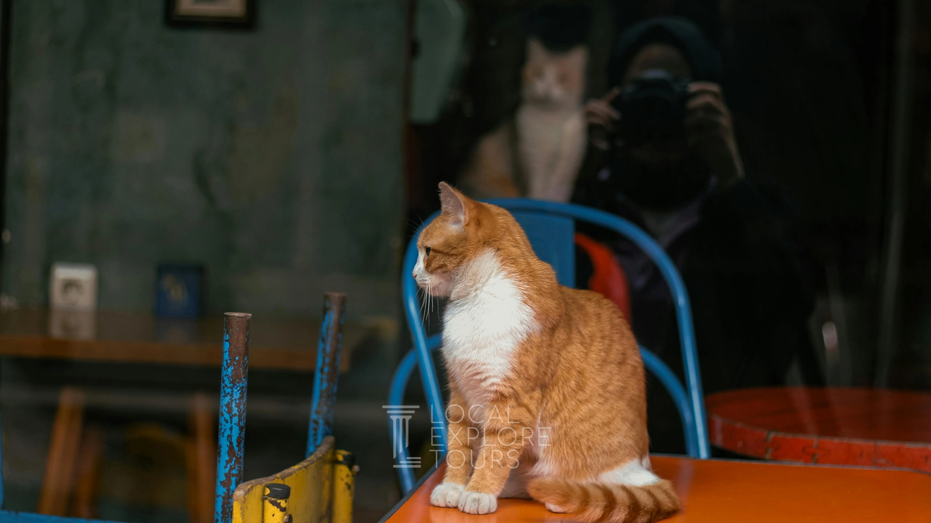 The Rise of Cat Cafes and Social Spaces